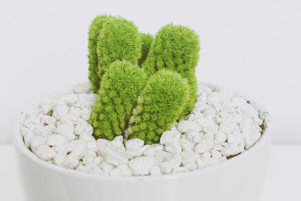 仙人掌去甲醛嗎，去甲醛效果一般，主要能力是吸收輻射