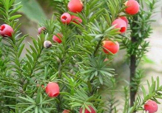 紅豆杉能在室內養(yǎng)嗎，美化家居環(huán)境、凈化空氣