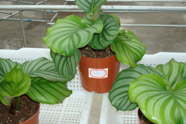 青蘋果竹芋的花語(yǔ)