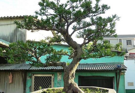 羅漢松怎么修剪，羅漢松修剪方法