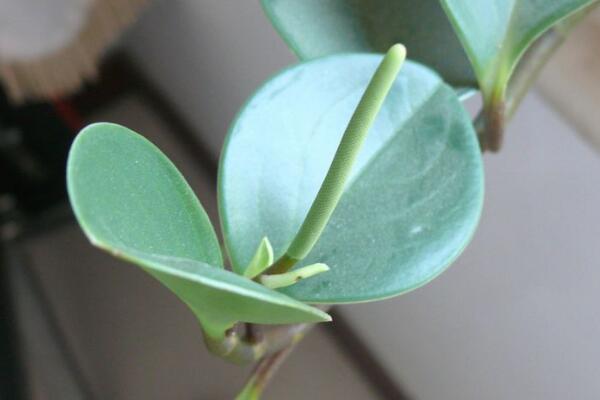 碧玉花開花嗎，每年開花兩次