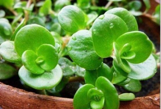 小碧玉怎么養(yǎng)，教你七種簡單易學基本方法