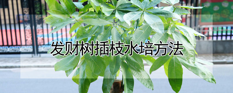 發(fā)財樹插枝水培方法
