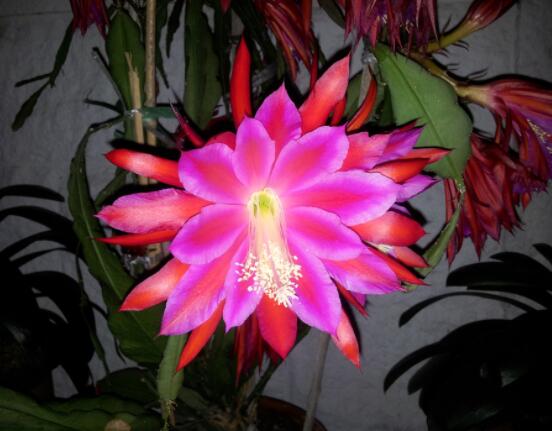 曇花的種植方法，教你最簡單五個步驟(存活率高)