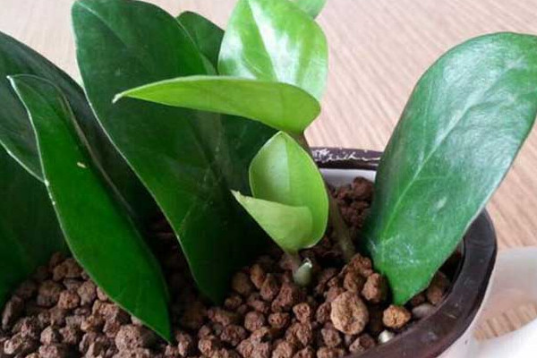 金錢(qián)樹(shù)秋天可以仟播嗎