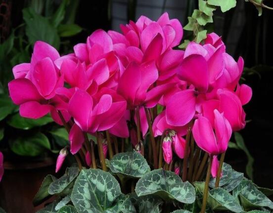 仙客來休眠多長時間，不同環(huán)境不同休眠期(夏季)