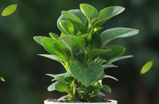 碧玉剪一小段能水培嗎，做好這簡單四步可水培爆盆