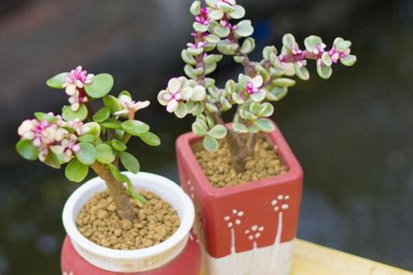 雅樂之舞好養(yǎng)殖嗎，5步教你養(yǎng)好雅樂之舞