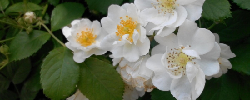 薔薇花為什么不開花