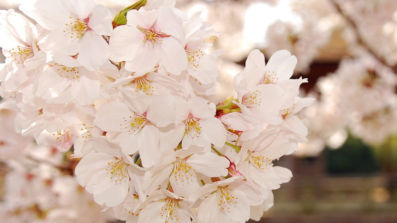 櫻花樹(shù)怎么種