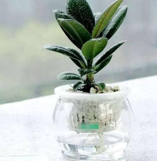 橡皮樹泡水幾天生根，最快半個月時間生長出根