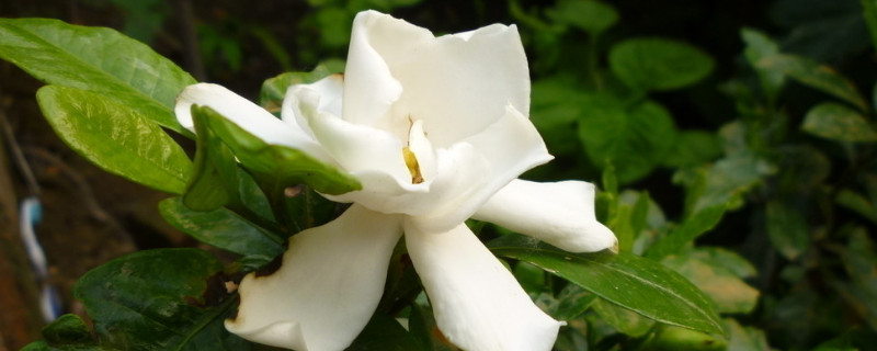 梔子花冬天室內(nèi)怎么養(yǎng)