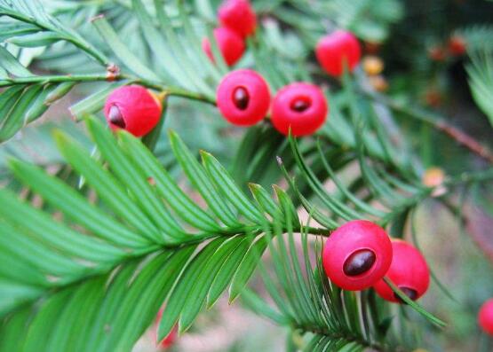 紅豆杉干枯后急救方法，教你四種方法輕松解決