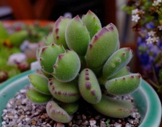 熊童子有毒嗎，無毒/驅除蚊蟲、美化環(huán)境