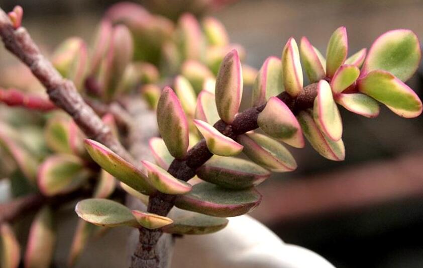 雅樂之舞的花語，代表著沉默的愛和光明