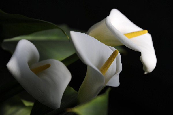 馬蹄蓮盆栽養(yǎng)護(hù)方法