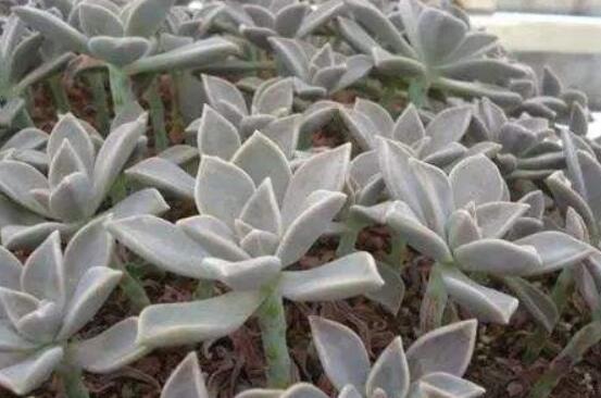 寶石花怎么養(yǎng)，老農(nóng)總結(jié)六大基本養(yǎng)殖方法