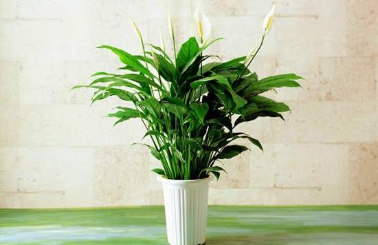 盆栽一帆風(fēng)順怎么養(yǎng)，教你八個(gè)方法便可爆盆