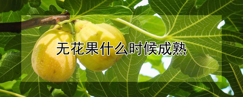 無(wú)花果什么時(shí)候成熟