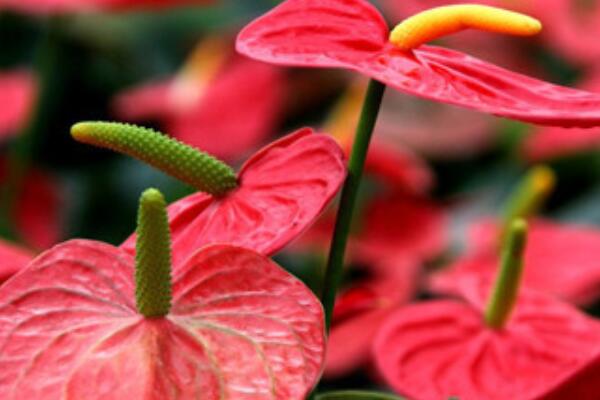 室內(nèi)紅掌的養(yǎng)殖方法