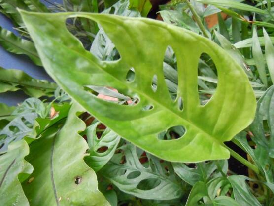 萬年青植物有幾種，盤點最令人欣賞的十大品種