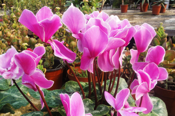 仙客來(lái)的花怎么都耷拉下來(lái)了