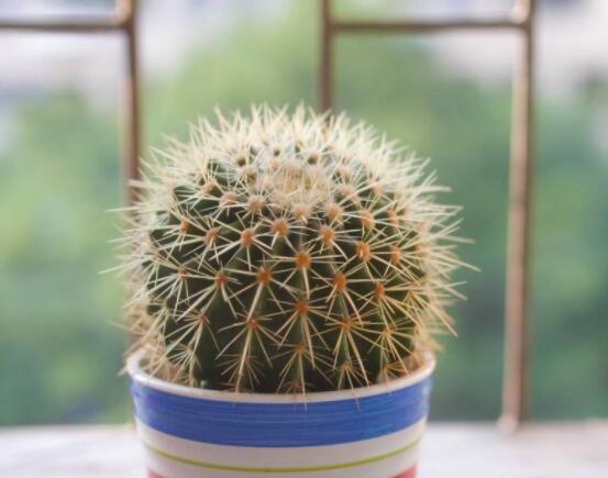 小仙人球的養(yǎng)殖方法和注意事項，老農(nóng)詳解七大最有效養(yǎng)殖方法