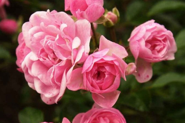 薔薇花春季怎么防蟲(chóng)