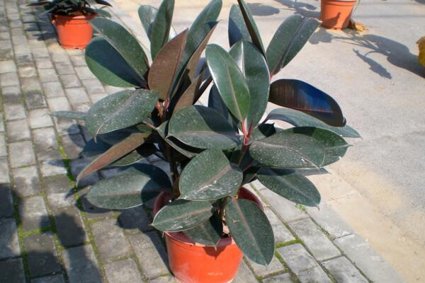 橡皮樹怎么養(yǎng)才長的好，讓橡皮樹越長越好的5大技巧