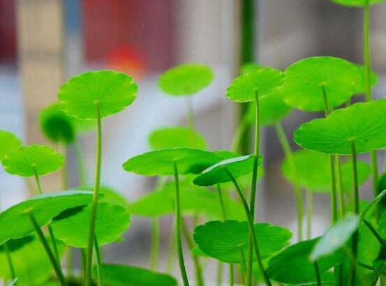 銅錢草和鏡面草的區(qū)別，外觀/生長環(huán)境/價(jià)值三種區(qū)別方法