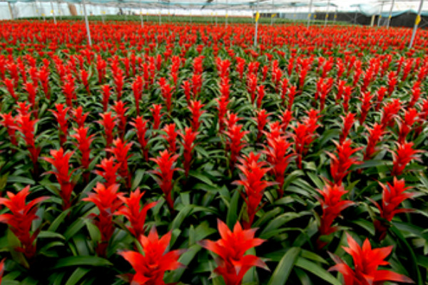 鴻運(yùn)當(dāng)頭的葉杯里可以有水嗎