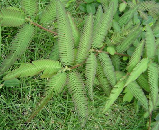 含羞草為什么會(huì)閉合，講述最科學(xué)的合理解釋(葉枕水分感應(yīng))