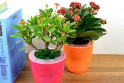 虎刺梅幾天澆一次水，四季澆水頻率各不相同