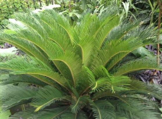 養(yǎng)鐵樹有什么忌諱，沖擊財(cái)運(yùn)與福運(yùn)/戀愛結(jié)婚難