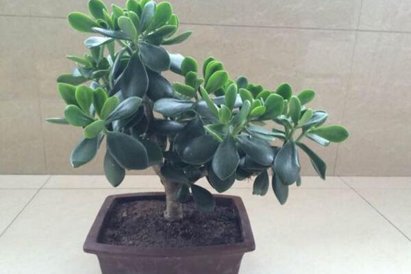 燕子掌會(huì)開花嗎，可以開花但是開花難度較高