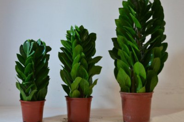 金錢(qián)樹(shù)秋天可以仟播嗎