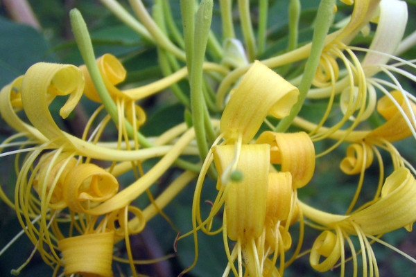 金銀花會(huì)結(jié)果嗎