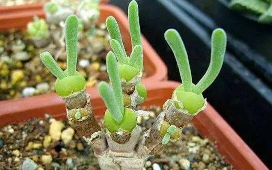 碧光環(huán)用什么土種，透氣透水土壤是必要種植條件