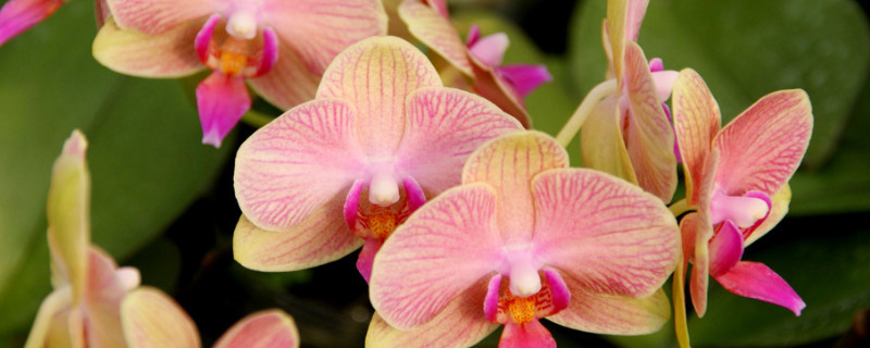 蝴蝶蘭的根部發(fā)黃是什么原因