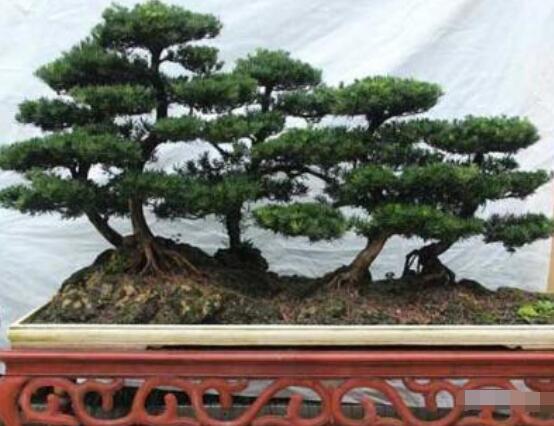 羅漢松造型最佳時(shí)間，每年7-8月份最好(生長(zhǎng)旺盛期)