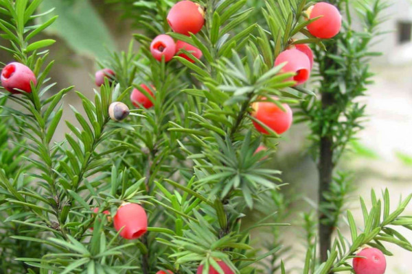 曼地亞紅豆杉和南方紅豆杉的區(qū)別，前者含醇量更高