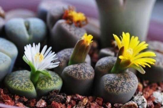 生石花怎么養(yǎng)長得快，老農(nóng)總結(jié)五個(gè)快速生長好方法