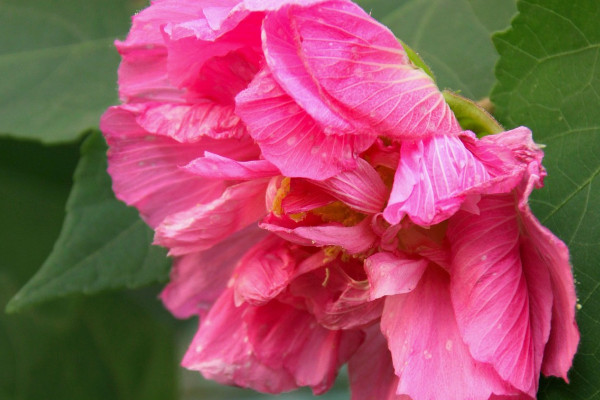 芙蓉花秋天為什么不長(zhǎng)了