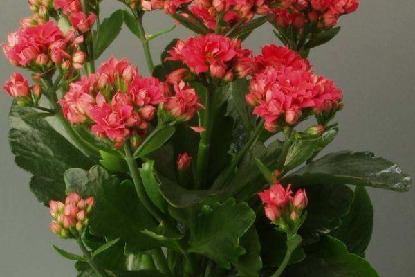 長(zhǎng)壽花春天怎么養(yǎng)