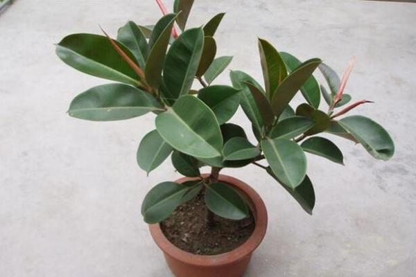 橡皮樹的修剪方法圖解，橡皮樹的四種修剪方法