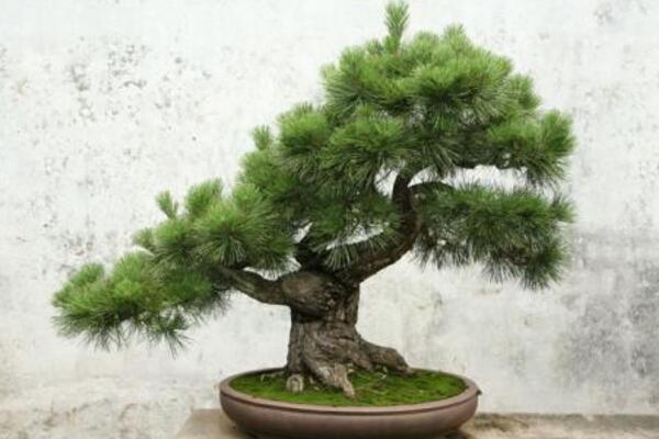 羅漢松的養(yǎng)殖方法，以下6步是關(guān)鍵