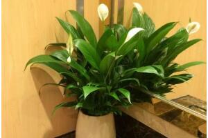 一帆風(fēng)順怎么繁殖，一帆風(fēng)順?lè)种赀^(guò)程圖解