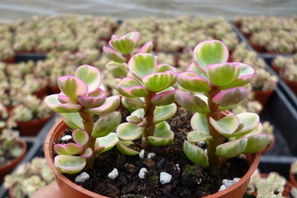 雅樂之舞怎么養(yǎng)，想養(yǎng)好雅樂之舞以下技巧必須要掌握