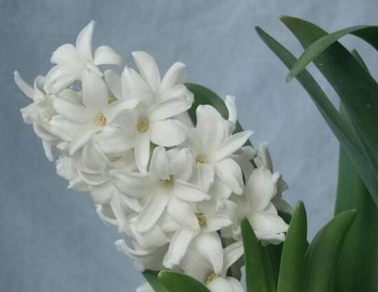 風(fēng)信子花代表什么意思，代表著永遠(yuǎn)的懷念、重生的愛