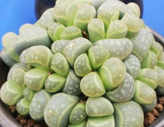 夏天生石花怎么養(yǎng)，做好五個要點可安然度夏